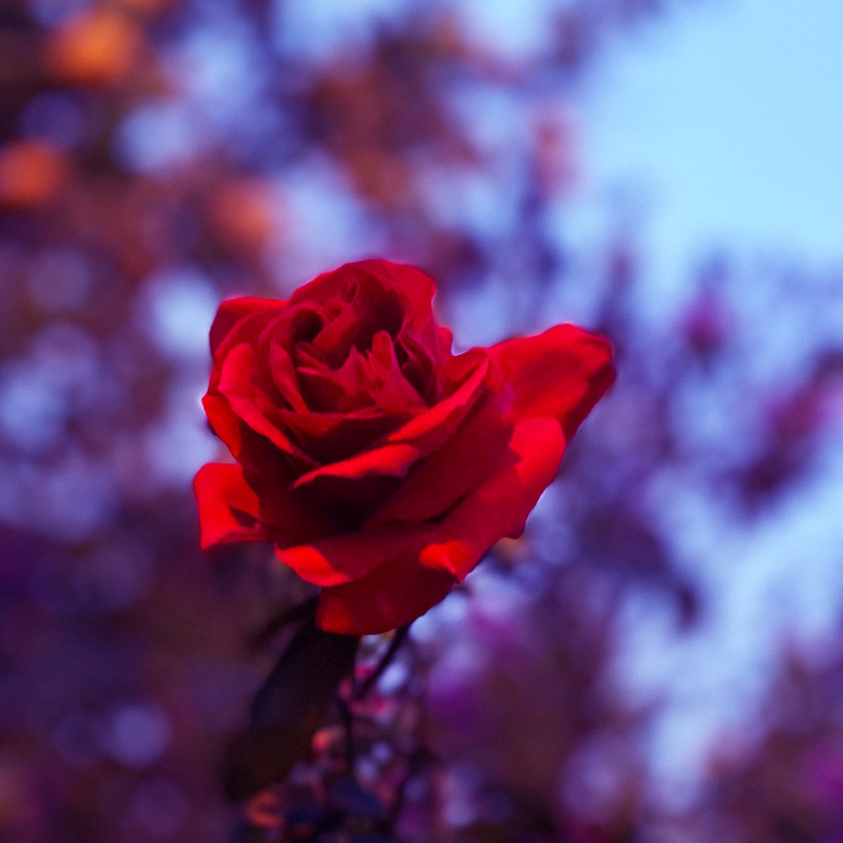 GiorgioPia's tweet photo. Here my fist #nft pubblished on @opensea. 
It is an unique artwork #1/1
https://t.co/Lkj9SQclSi

#NFT #nftcollector #NFTCommunity #nftartist #photography #photographer #digitalart  #love #loveart #Flowers https://t.co/ofKpTbN02r