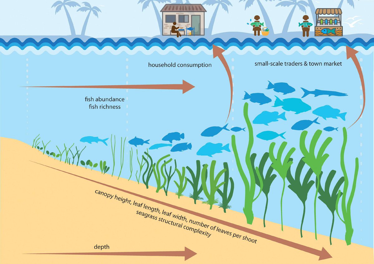 🎉 My first PhD paper has been published which looked at how tropical seagrass traits influence fish communities and places this in the context of small-scale fisheries. frontiersin.org/articles/10.33…