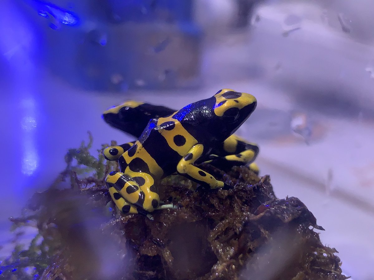 現金特価 ミイロヤドクガエル おたまじゃくし5匹プラス2匹 超人気の Www Veenaproducts Com