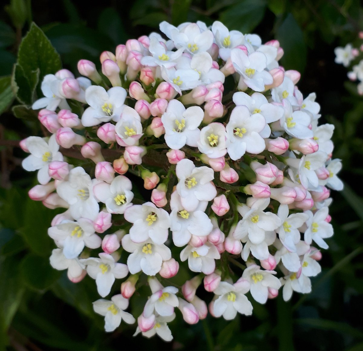 Heavenly scented viburnum carlesii, filling the snowy air with her sweet perfume 😍
#snow #plants #gardens #shrubs #gardening #nature #scentedflowers