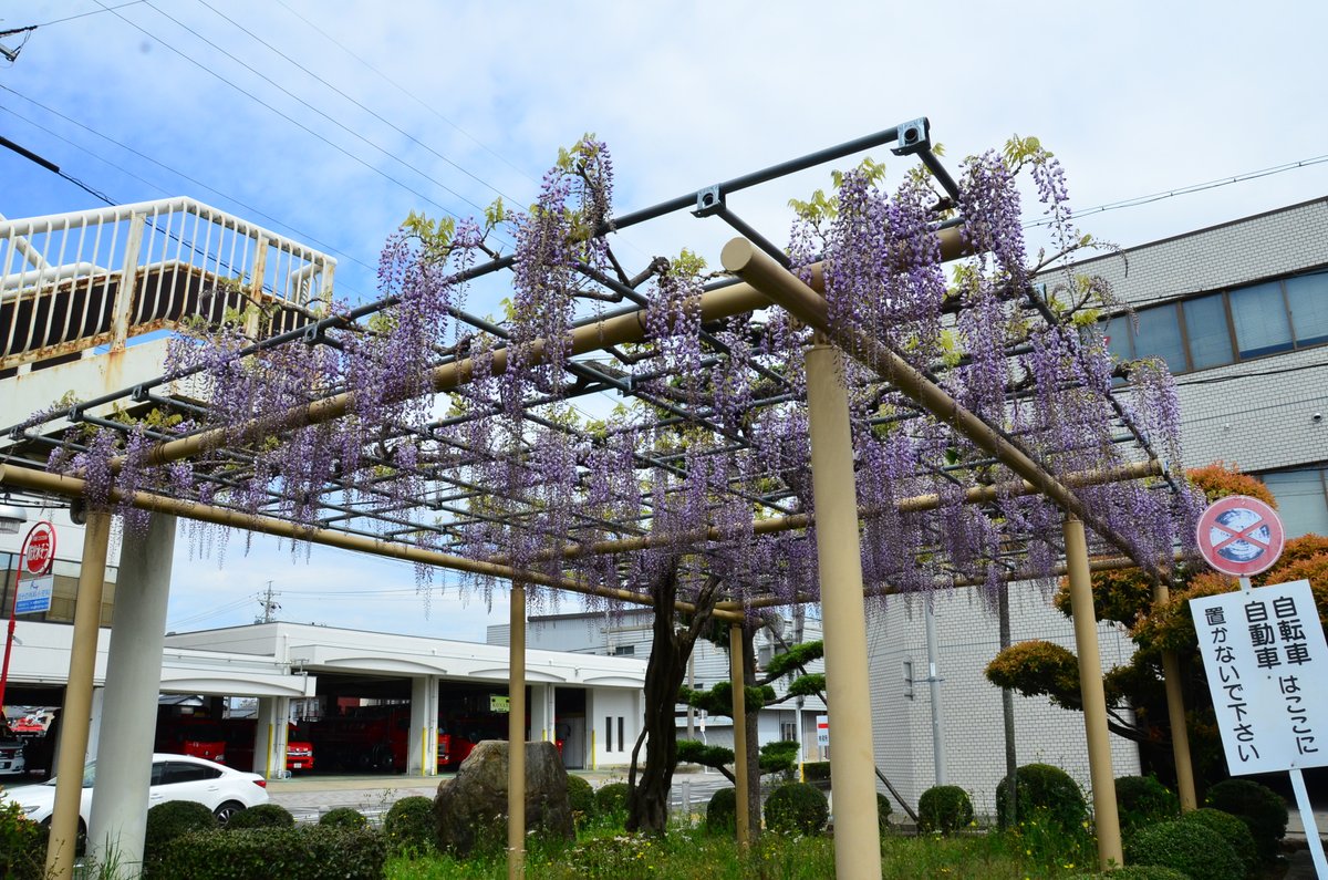 江南市広報 藤花ちゃん 江南市 藤棚 藤の花 藤 みんなきいてきいて 市役所西側にある藤棚の藤の花が咲いていたよ いよいよ藤花の季節到来 残念ながら こうなん藤まつり は中止だけど 市役所にも藤棚があるので近くに立ち寄った際は 江南市広報 藤花ちゃん 江南市 藤棚 藤の花 藤 みんなきいてきいて 市役所西側にある藤棚の藤の花が咲いていたよ いよいよ藤花の季節到来 残念ながら こうなん藤まつり は中止だけど 市役所にも藤棚があるので近くに立ち寄った際は