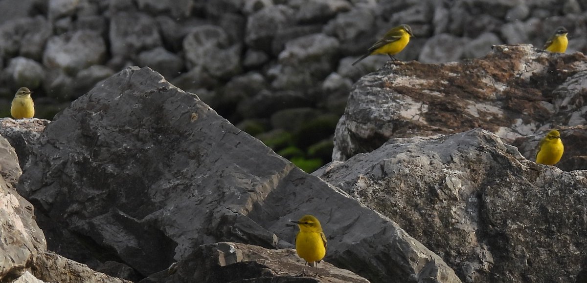 Yellow Wagtails are a clear sign that spring is here. The diversity of subspecies going through N Iberia isn’t as large as in the Med coast, but a huge flock currently lingering at a coastal meadow site here in Asturies allowed detailed study and much fun. (Photo by Nacho Vega).