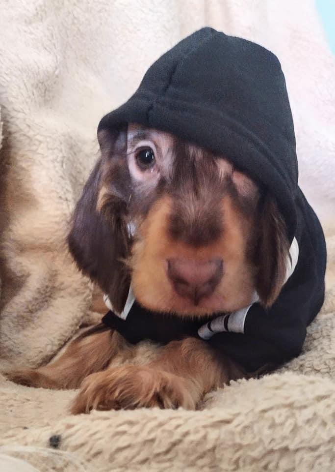 Spaniel Aid tweet media