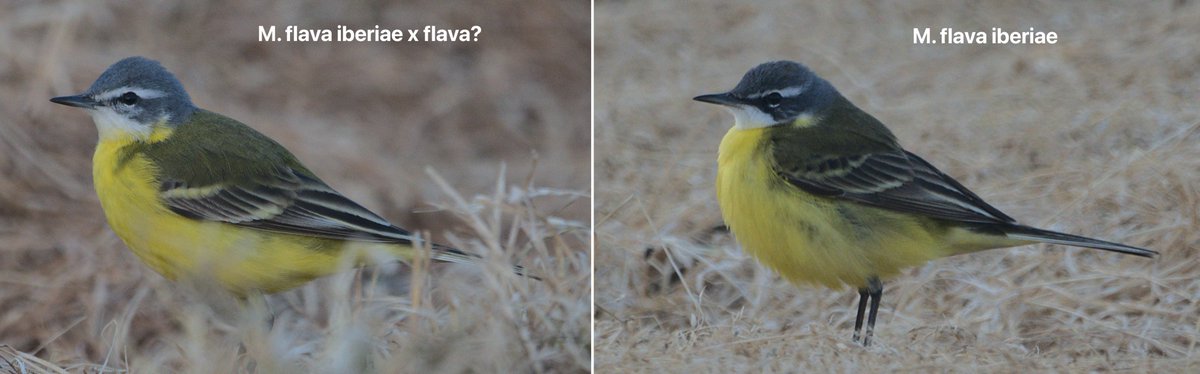 In addition, at least 2 birds showed both a whitish throat and nominate-like blue head (or even paler than average), a combination reminiscent of iberiae – flava intergrades. Does the presence in the flock of both these and Channel Wags suggest a SW origin?