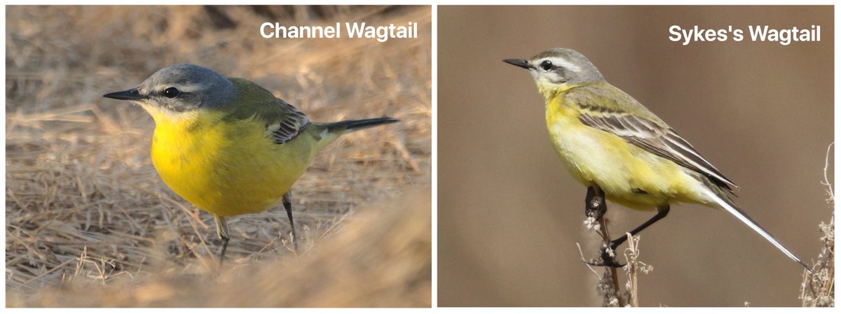 In the past, these birds were sometimes confused with Sykes’s Wagtail (M. f. beema), based on the pale blue head only. We now know they aren’t, but still catch our attention among migrant flocks. Sykes's  taken in Kazakstan (Guillermo Rodríguez).