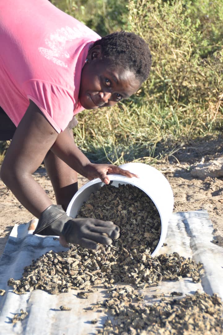 FNCZimbabwe's tweet photo. @FNCZimbabwe @UniversityOfZim @ChinhoyiCUT &amp; @MaronderaVarsit  Insects4Nutrition investigating the harvesting, processing &amp; utilisation of Mopane worms for enhanced nutrition security of primary school feeding interventions. https://t.co/HPhsMxdUmm
