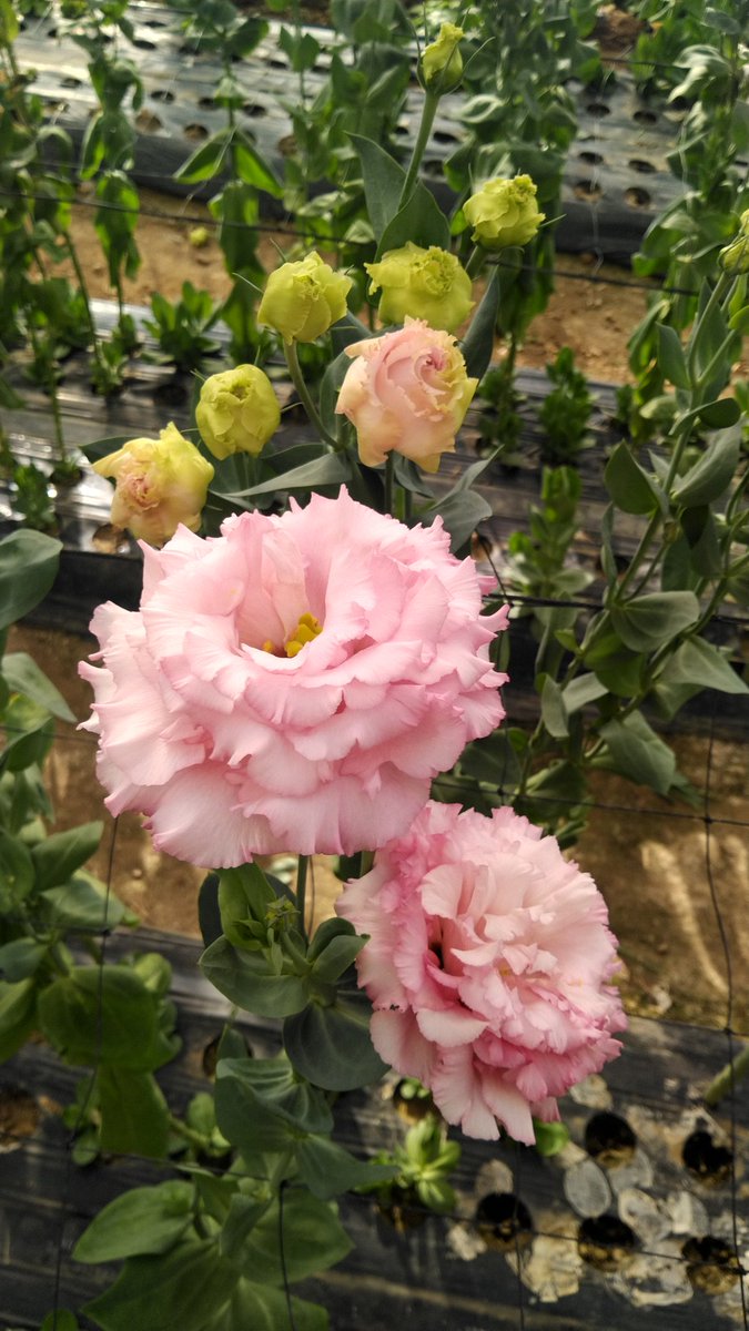 カメラマン ニック ｶｼｬ この花 トルコキキョウ の セレブピンク って品種です