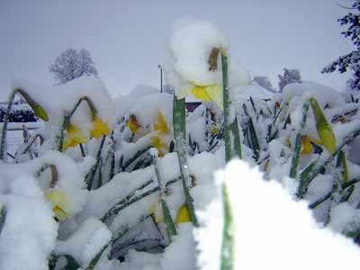 In fact it was 2009. We had had snow the year earlier... Here's a couple of photos taken on Easter Sunday, March 23 2008 in York.