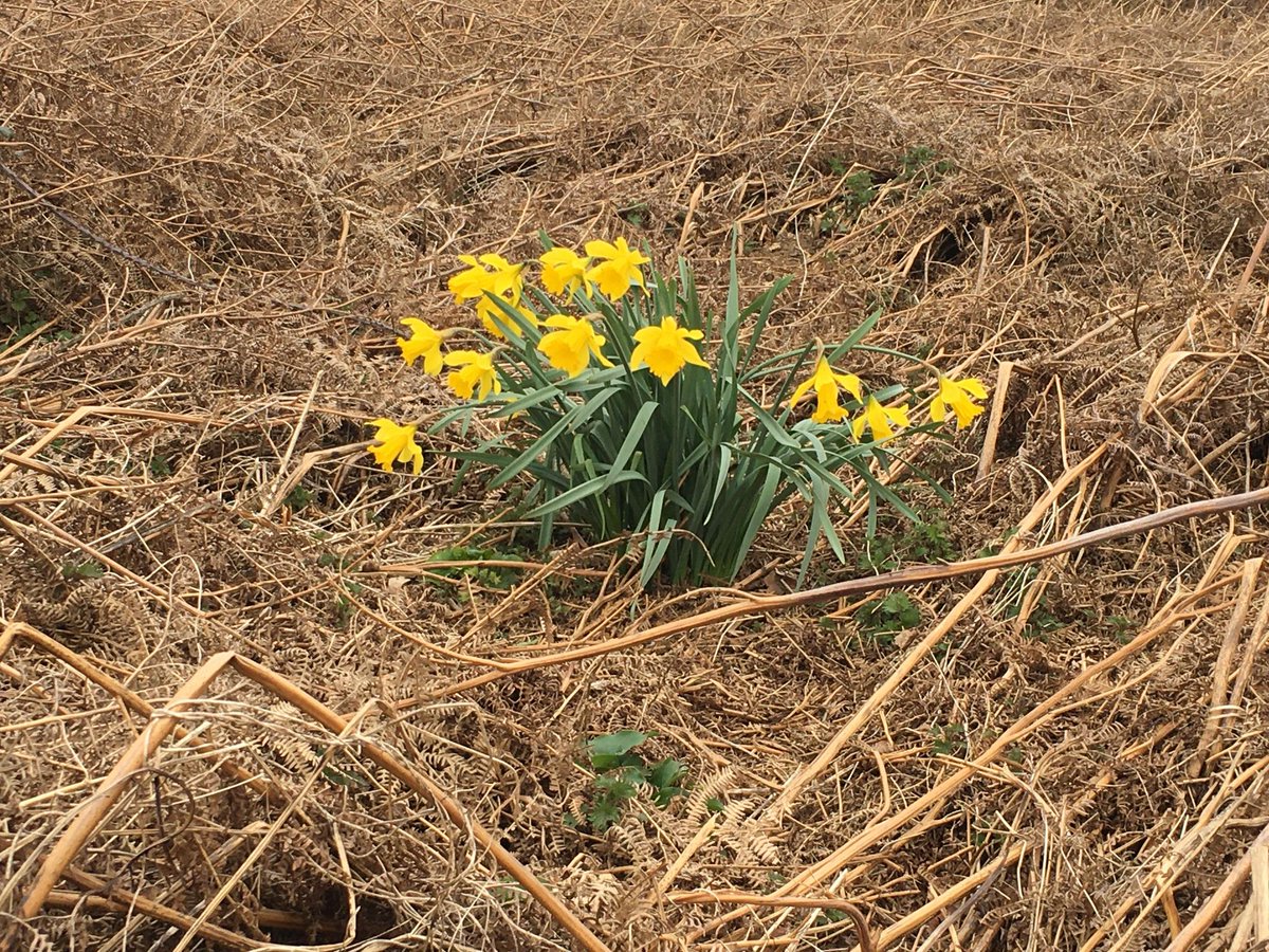 BHSupportGrp's tweet photo. NEW ENTRIES into our online easter competiton which closes saturday - details on pinned post #burgesshill #sussex https://t.co/vt8HzTOqzl