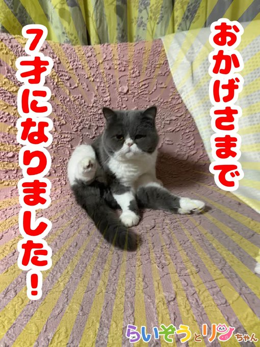 公式 ねこがあらわれた チーム行徒infoさん がハッシュタグ ねこがあらわれた をつけたツイート一覧 2 Whotwi グラフィカルtwitter分析