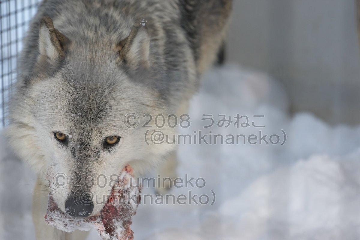 遠吠えしない犬