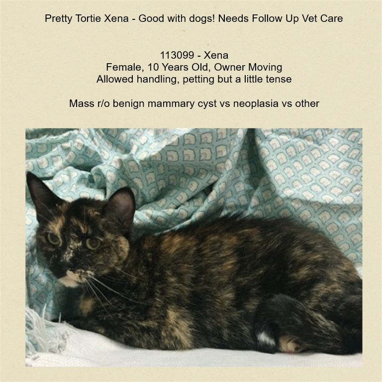 PeterAskin1's tweet photo. No warrior princess she but "Xena" 113099 is a loving senior tortie at NYC ACC in #NewYork dumped for move! Okay with dogs unknown about cats. Very playful! Xena has never been to a vet so needs a work-up! Adopt this doll! Pledge for rescue! VERY URGENT! 
https://t.co/BgYGYnnQU6 https://t.co/b5X5tPcVwt