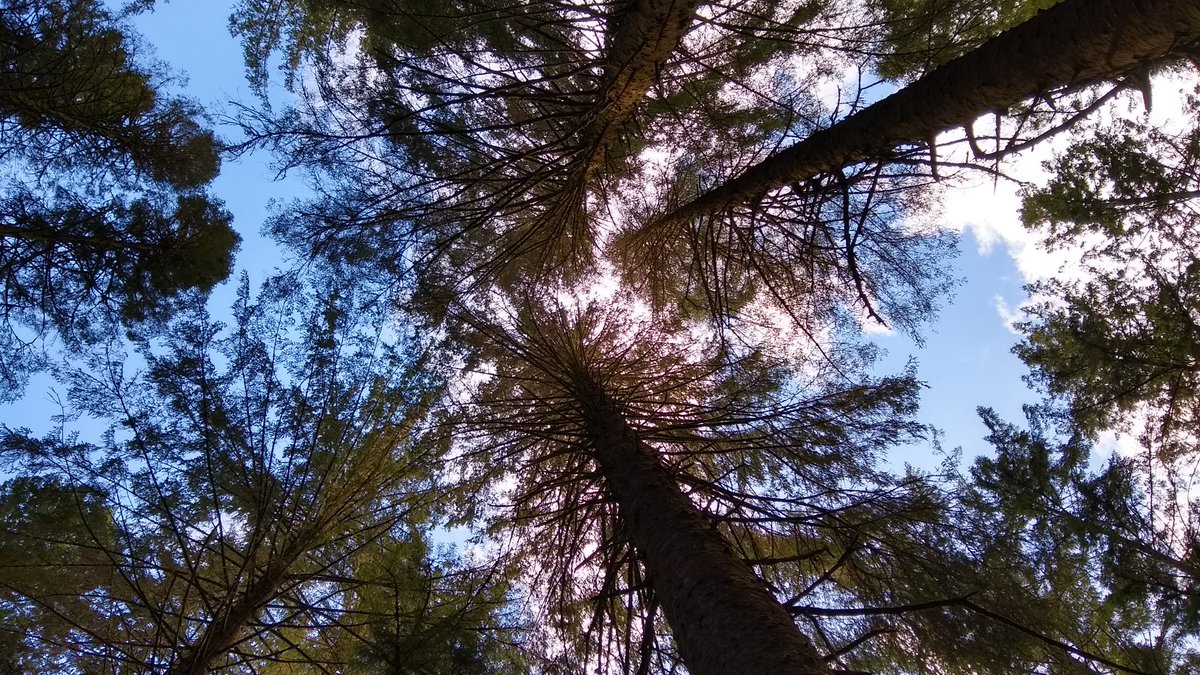 forest_dynamics's tweet photo. Fantastic 1st rotation stand of Sitka spruce, Douglas fir, Norway spruce and European larch by Loch Awe. Hard to get line of sight for laser measurement but one tree around 62m,  must be tallest spruce on FLS estate? https://t.co/Dfwq0ag8k5