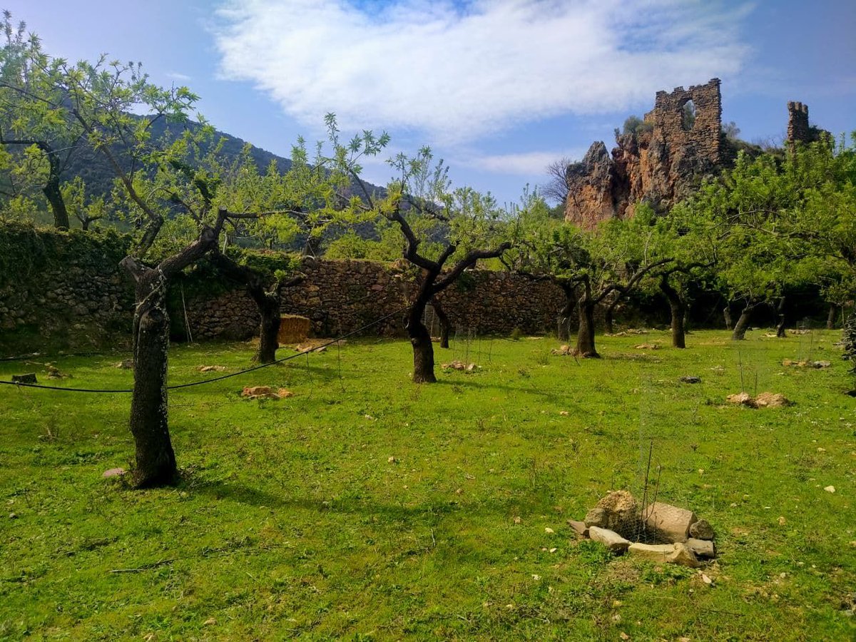 ConnectaNatura's tweet photo. Així d’espectacular llueix #Xinquer.
Els empelts de #VarietatsTradicionalsDeFruiters segueixen creixent a pas segur.
Teniu ganes de voluntariat? Nosaltres, moltíssimes! Mentre arriba el moment, seguirem gaudint de les imatges.
#MosaicsDeVida #EmpeltsDeLaMemòria #SerraEspadà https://t.co/SrlwBiqI3x