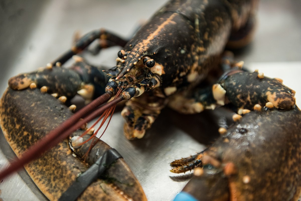 #DidYouKnow the European lobster (found in Scotland's waters) often has a blue-coloured top shell with covered with spots, while the colour fades to yellow underneath?