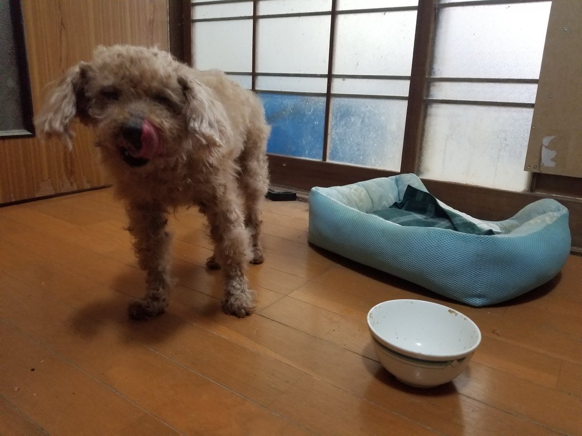 たびねえさーん 今日は犬のイチローの散髪しました 2時間かかりました D 難しい ざんぎりだけどいいよね