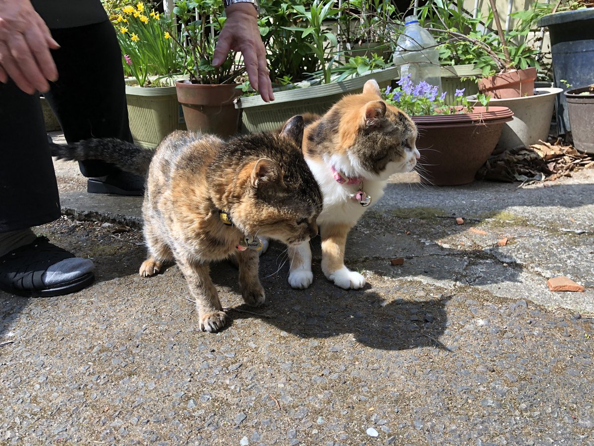 おきな旅館 Okina Ryokan Twitter