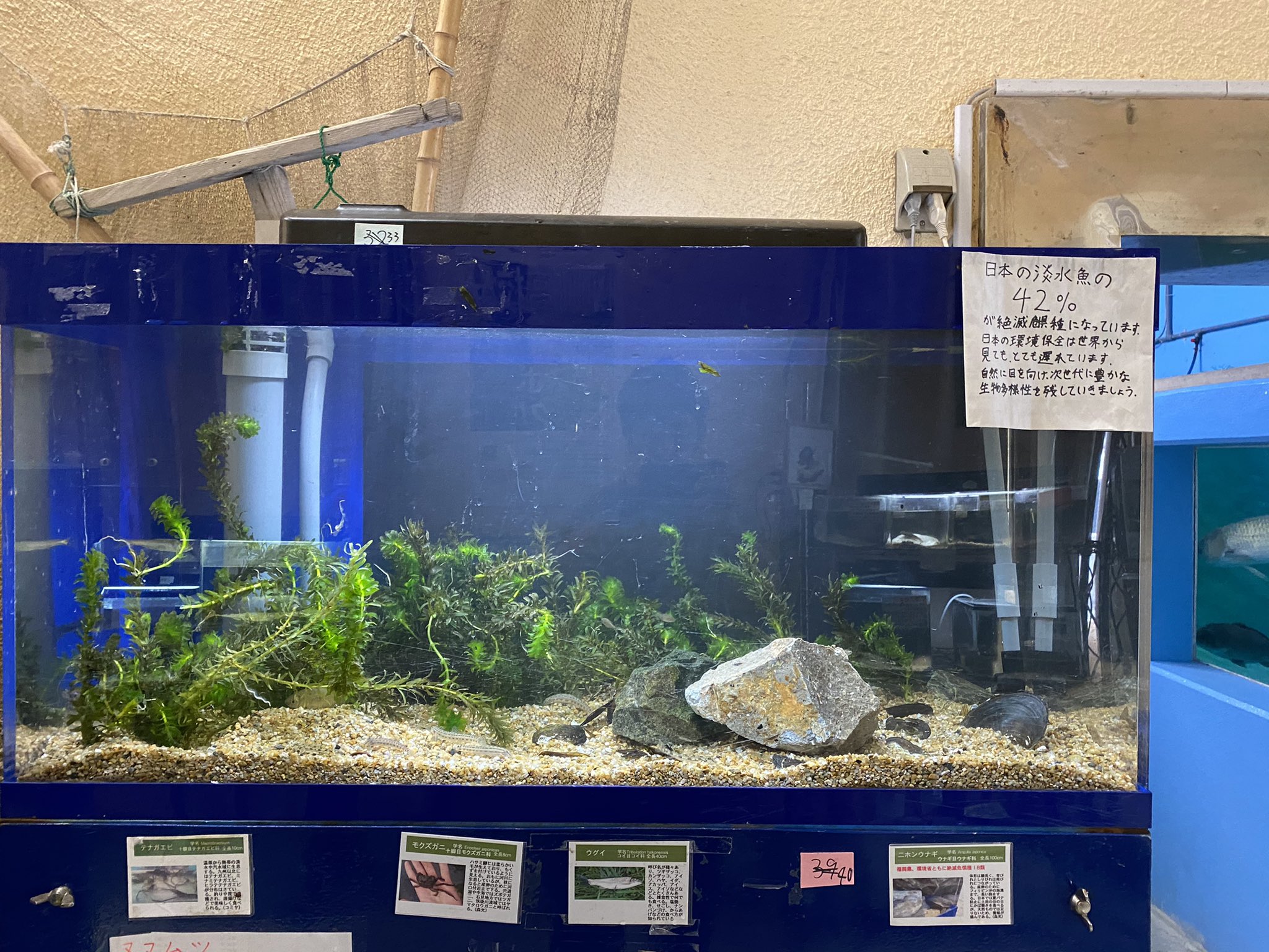 やながわ有明海水族館 公式 新しくできた水槽です 水草 が生える水路をモデルにした水槽で ぱっと見空っぽに見えますが よく見ると小さいタナゴやドジョウ ハヤたちが水草に隠れたり のんびり泳いでます 入れた魚の多数は隠れて見えませんが その分