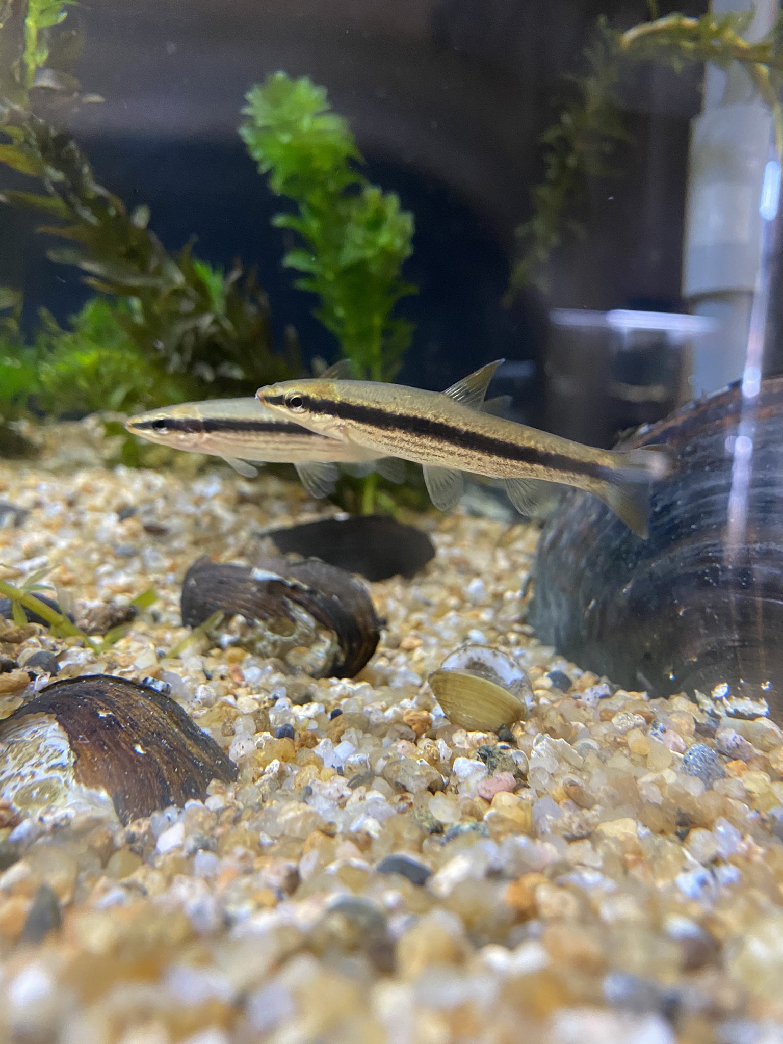 やながわ有明海水族館 新しくできた水槽です 水草 が生える水路をモデルにした水槽で ぱっと見空っぽに見えますが よく見ると小さいタナゴやドジョウ ハヤたちが水草に隠れたり のんびり泳いでます 入れた魚の多数は隠れて見えませんが その分