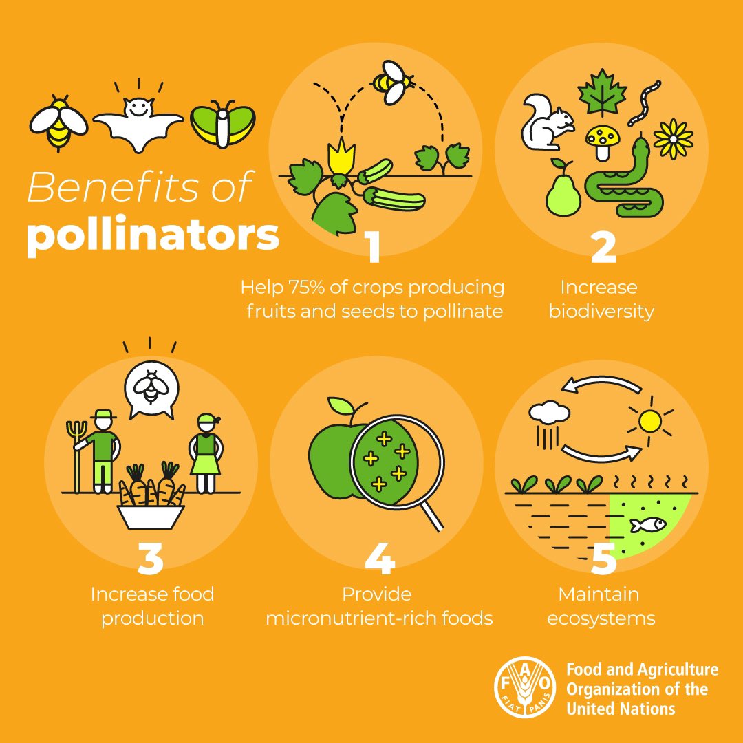 UNEP's tweet image. From increasing biodiversity to providing micronutrient-rich foods to maintaining ecosystems, pollinators 🐝🦇🦋 bring so many benefits.

More from @FAO ⬇️

#ForNature