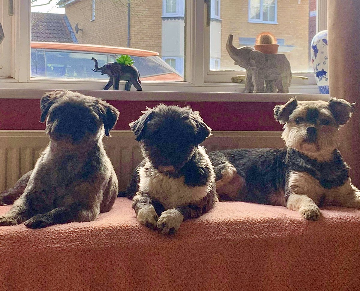 TrunksUpAlways's tweet photo. On #NationalPetDay and every day, I’m so thankful I have our three pooches in my life. 💙💙💙 https://t.co/NtLdHjPIl6