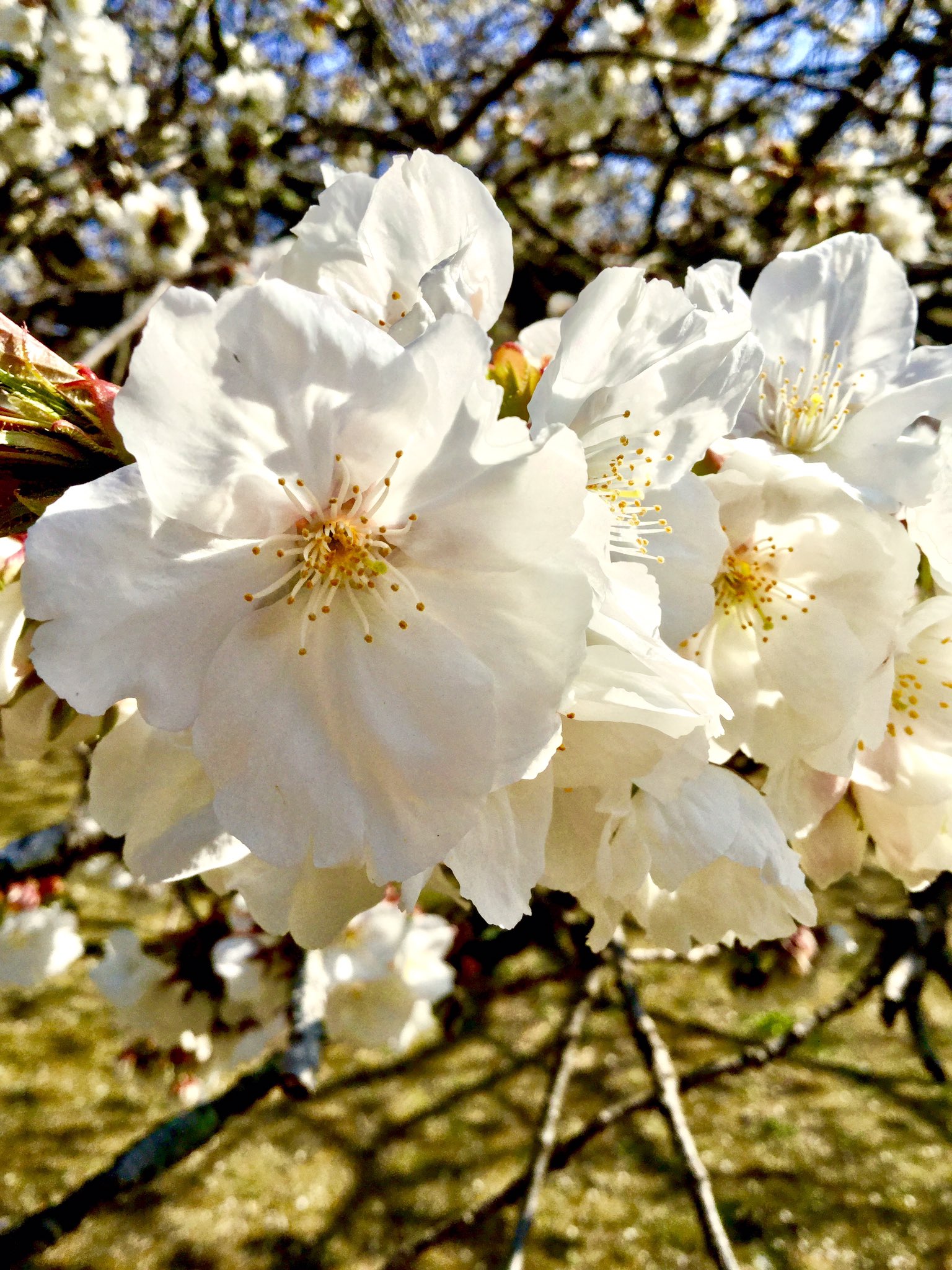 斉藤 満開 太白桜 直径5センチにもなる美しい大きな白い花を咲かせる桜 太白 タイハク 花期は4月中旬 この桜は 日本では昭和2年に絶滅してしまい その後イギリスから桜の研究家コリングウッド イングラム氏が日本に送った接ぎ穂が根付いて開花