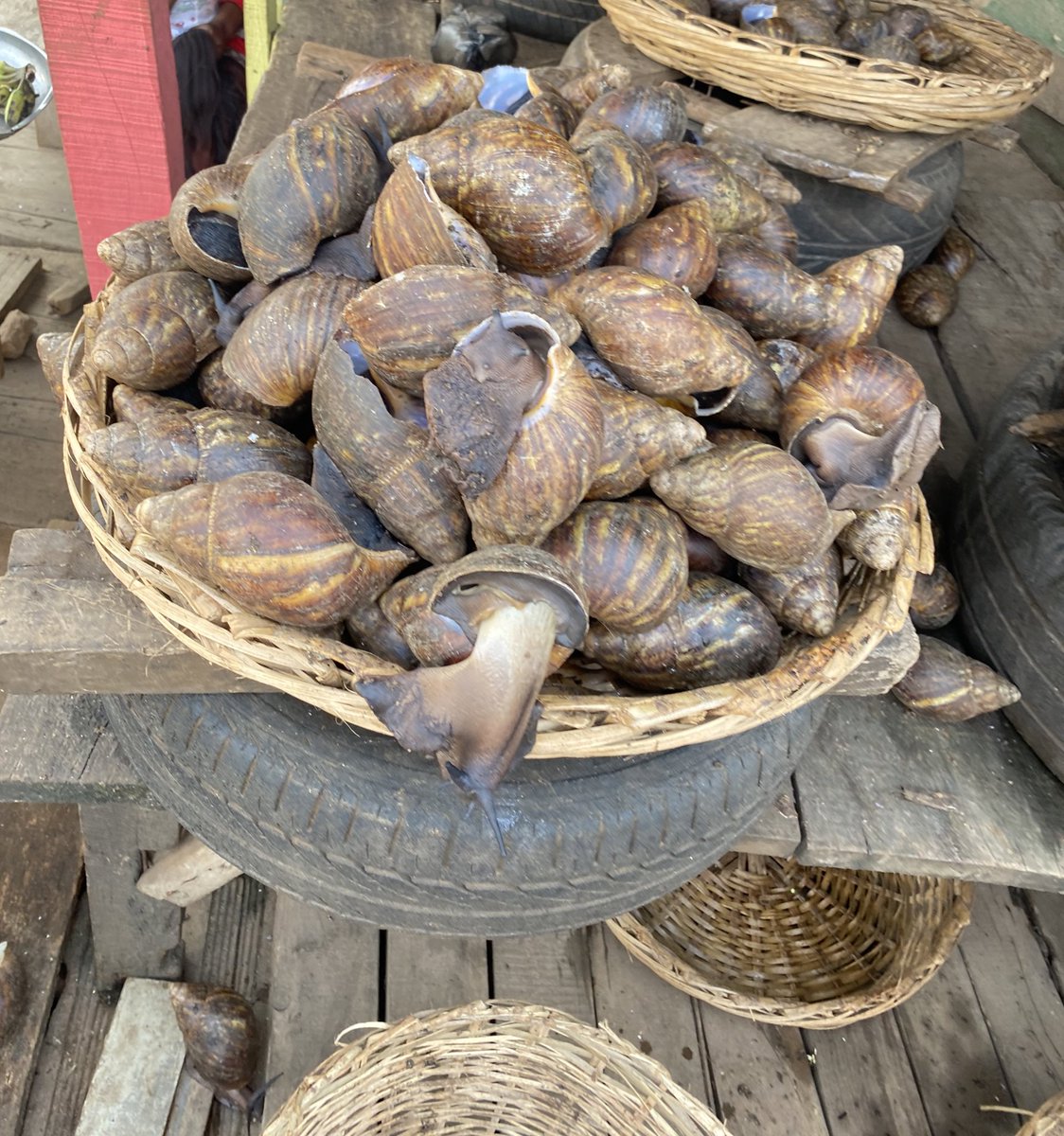 dammiedammie35's tweet photo. Shelled Gastropod for sale, 40k each 👀 🐌 https://t.co/QLQgn1yP50
