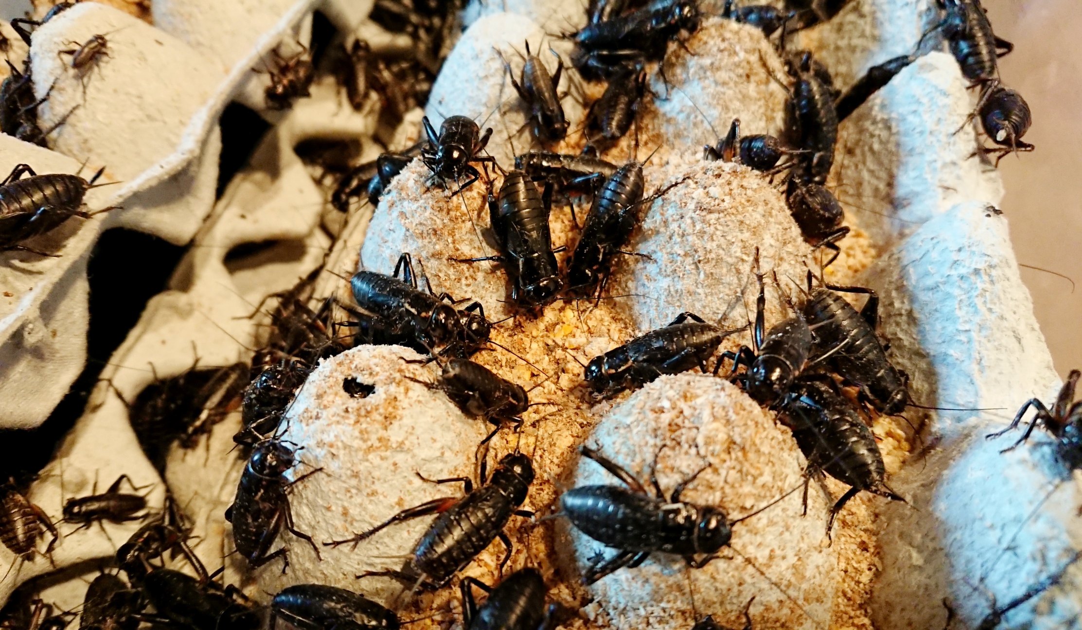 赤城こおろぎ コオロギの餌や水は 点よりも面で与える事が共食いを防止する上で効果的です 定番の煮干しや鰹節も有用ですが ご注文のついでに当店のコオロギフードも是非お試しください 冷凍コオロギ各種10kgほど補充しました T Co