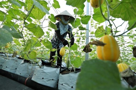 CourrierVN's tweet photo. Le Vietnam renforce l'application de la biotechnologie dans l'agriculture https://t.co/JmWsATZ5Tu https://t.co/efZ5tZeYGq