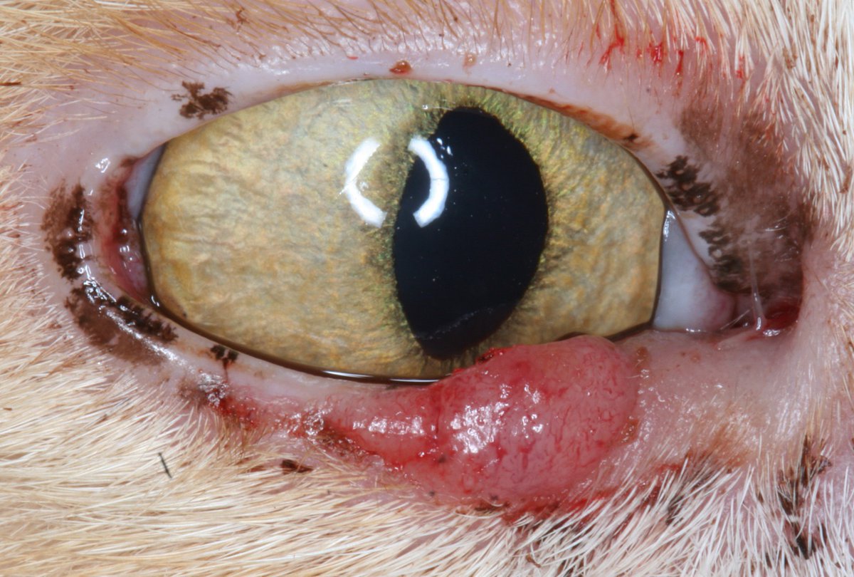 Part 2 of Eyelid Tumours in Dogs and Cats, by Renata Stavinohova and her DWR colleagues, is now available on line: vettimes.co.uk/article/eyelid… #Ophthalmology #vetophthalmology #vetoncology