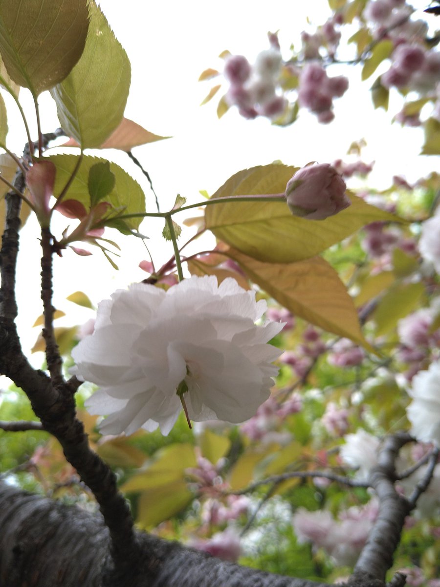 ShoochanK's tweet photo. 八重桜も、散り始めました🌸

#桜 #八重桜 #春 #sakura #cherryblossom #spring #bungasakura #musimsemi https://t.co/6D4qV7CVjV