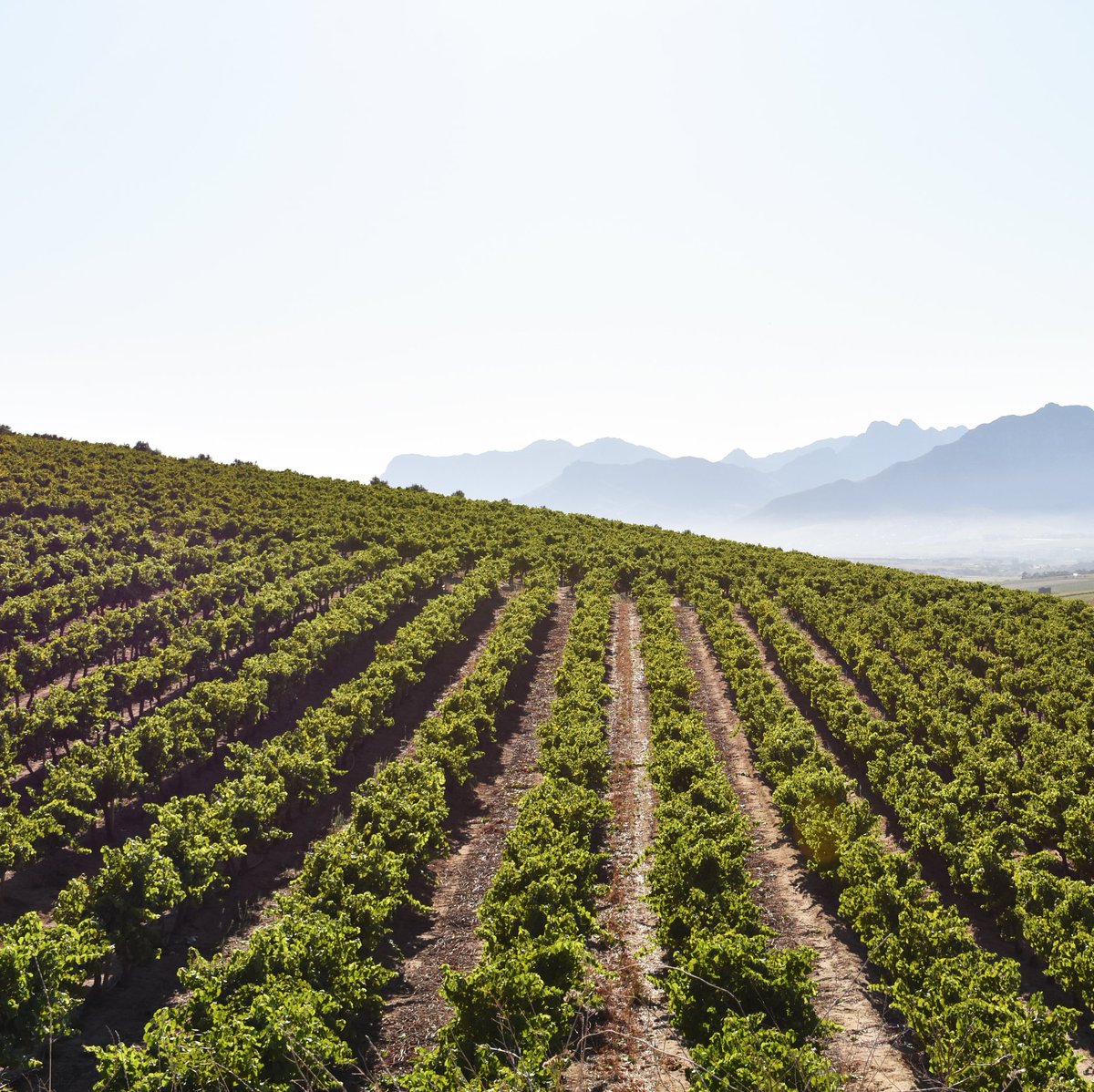 We are proud to have recieved our Old Vine Project member plaque. 

Jordan has Chenin Blanc and Sauvignon Blanc blocks planted in 1983 that are Certified Heritage Vineyards. We look forward to sharing these wines as part of the Certified Heritage Vineyards family.

#Premiumatplay