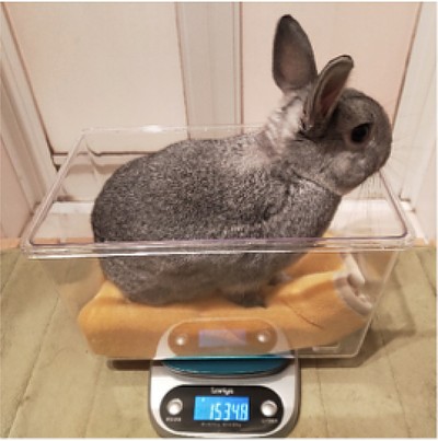 清水美月 うさぎ情報発信 Love Rabbit Mi Twitter