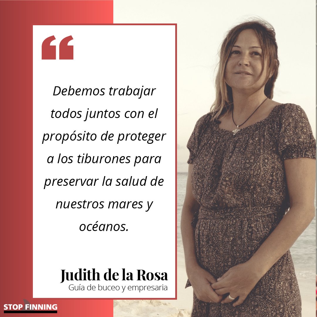 stopfinning_es's tweet photo. En Maldivas está prohibido pescar tiburones desde hace diez años y el resultado es una biodiversidad marina aclamada en todo el mundo.
Muchos gobiernos se han dado cuenta que vale más un tiburón vivo que muerto. 
🙏Ojalá la UE acabe por entenderlo antes de que sea demasiado tarde https://t.co/PFx9rWHh8e