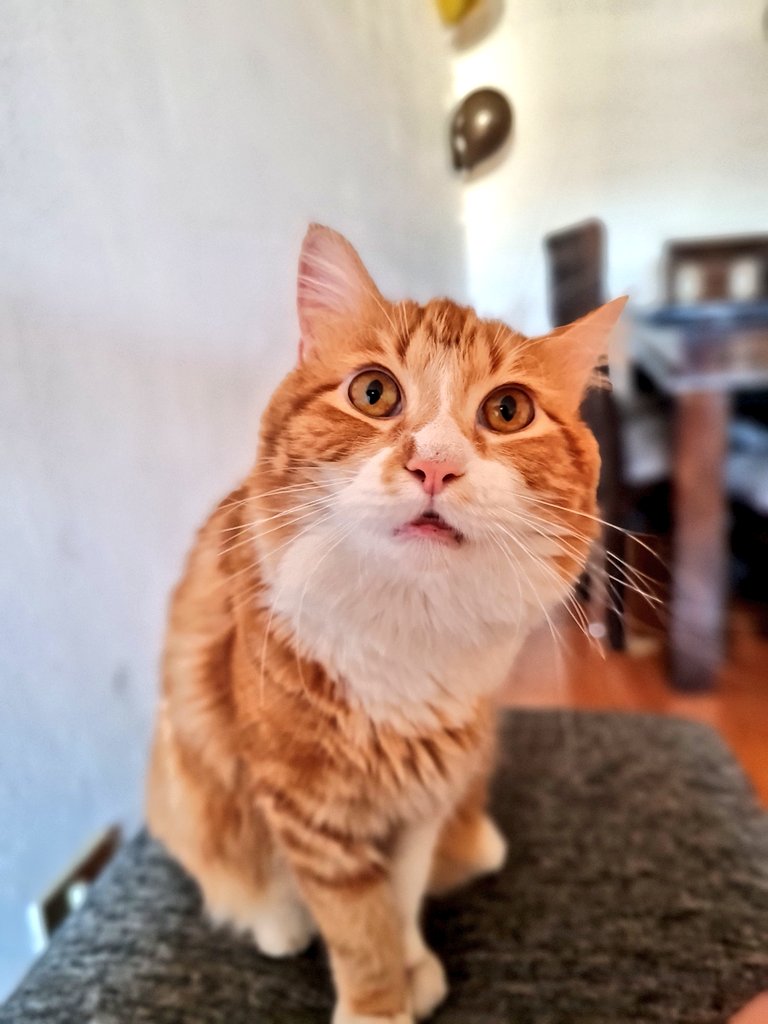 Rosa_Contreras4's tweet photo. #CatsOfTwitter #CatSweat #catsofinstagram #cats #CatsOfTheQuarantine #catsmatter #catbrad https://t.co/oWKER0w7QD