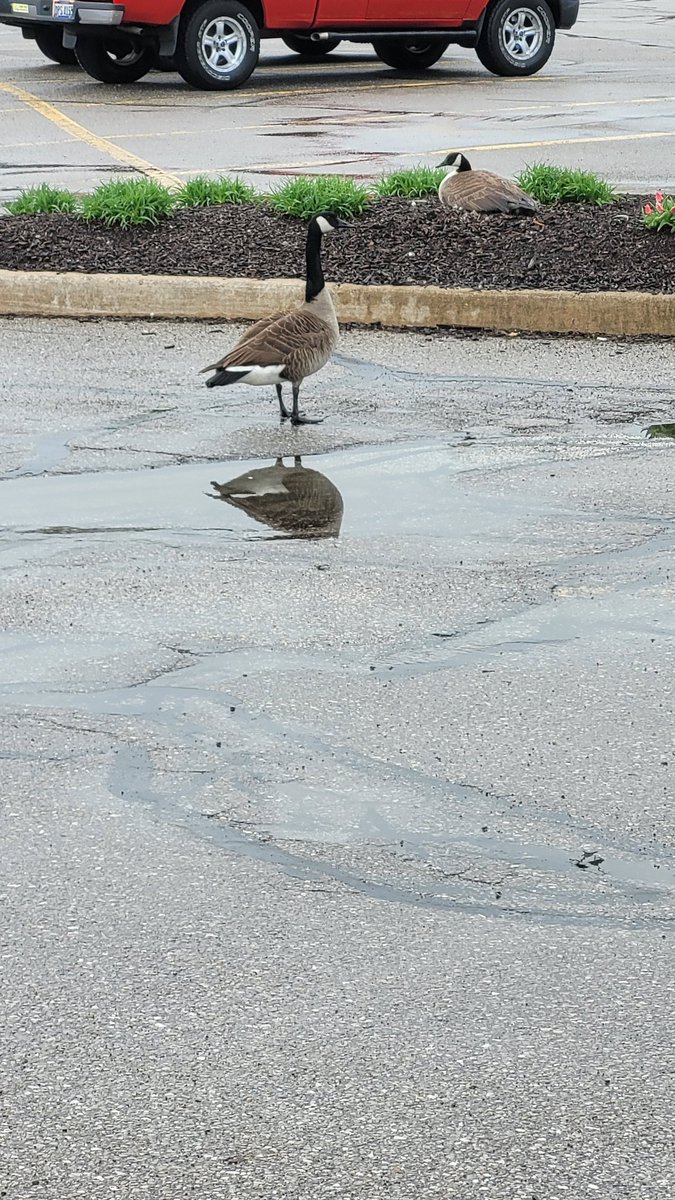 My dude protecting his girl while she lays eggs...standing in front of cars..total alpha
