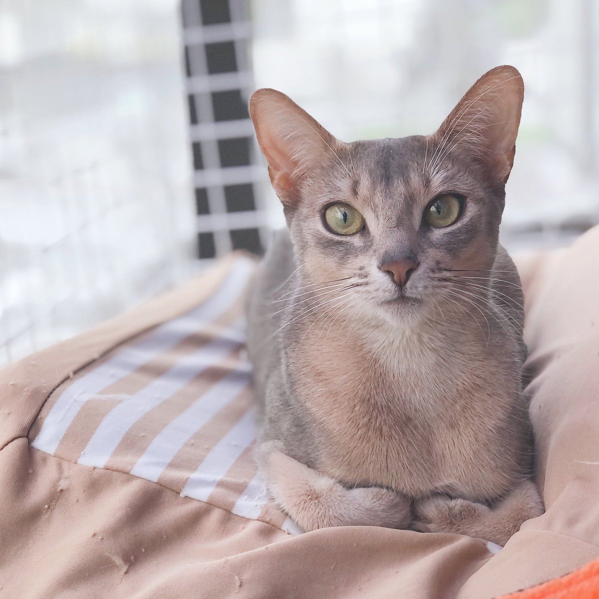 アビシニアンルディ