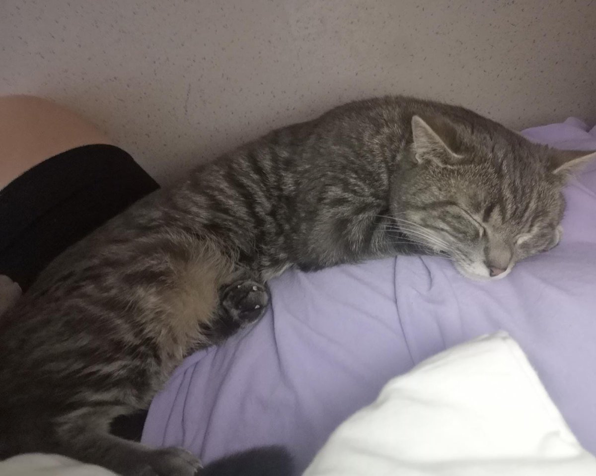 MorrisHelix's tweet photo. SUPER URGENT! Le chat de ma nièce s'est enfui de sa cage de transport à Colombes place Louis Aragon. C'est un chat tigré gris non identifié non castré. Il est peureux mais très gentil. Il est assez petit, il a un an et s'appelle Simba. Faites tourner un max pour qu'on le retrouve https://t.co/NMTRbKWTCX