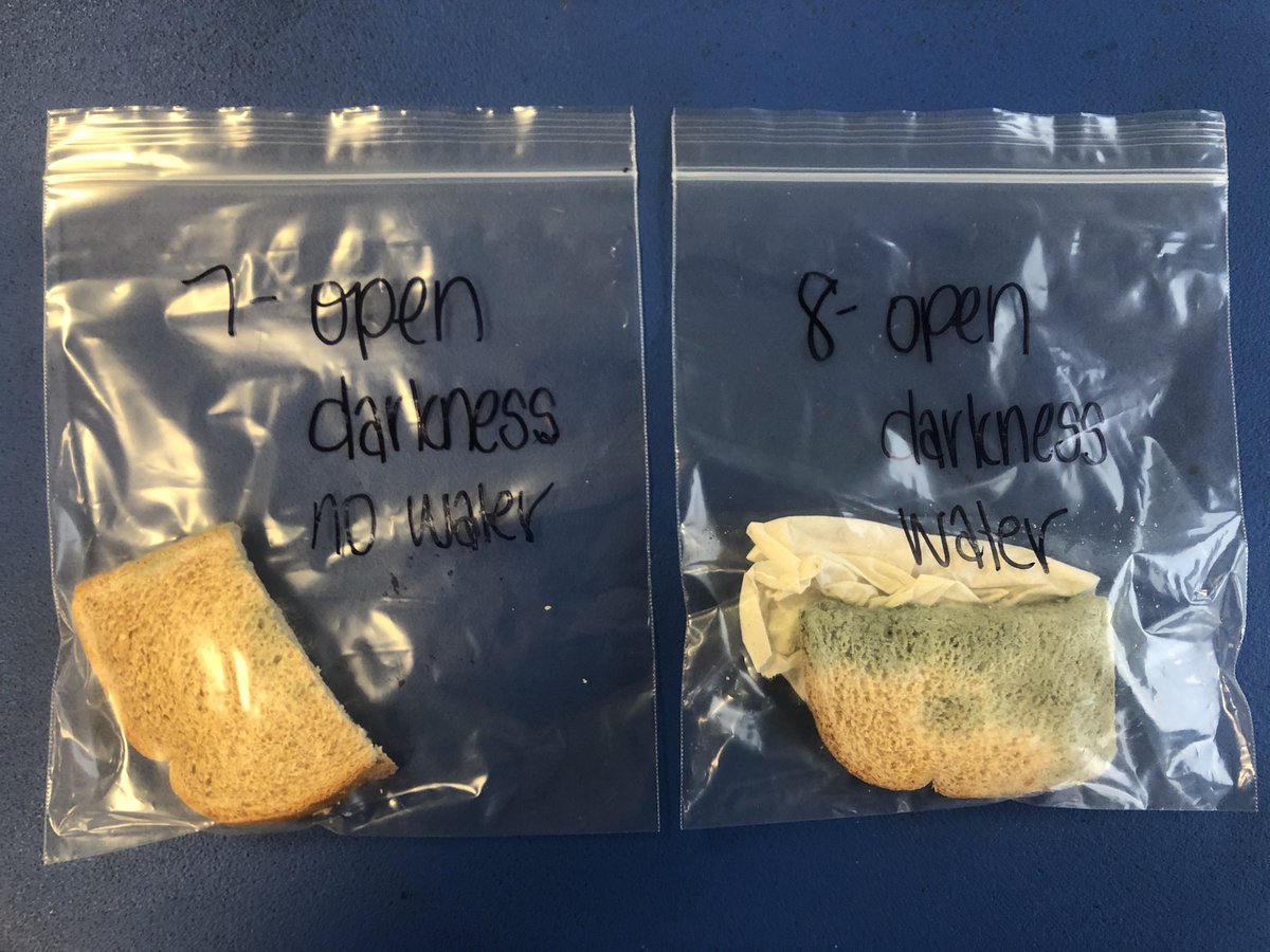 MsM_5thgrade's tweet photo. Decomposition lab! 🍞 #science https://t.co/18kuouo5cc
