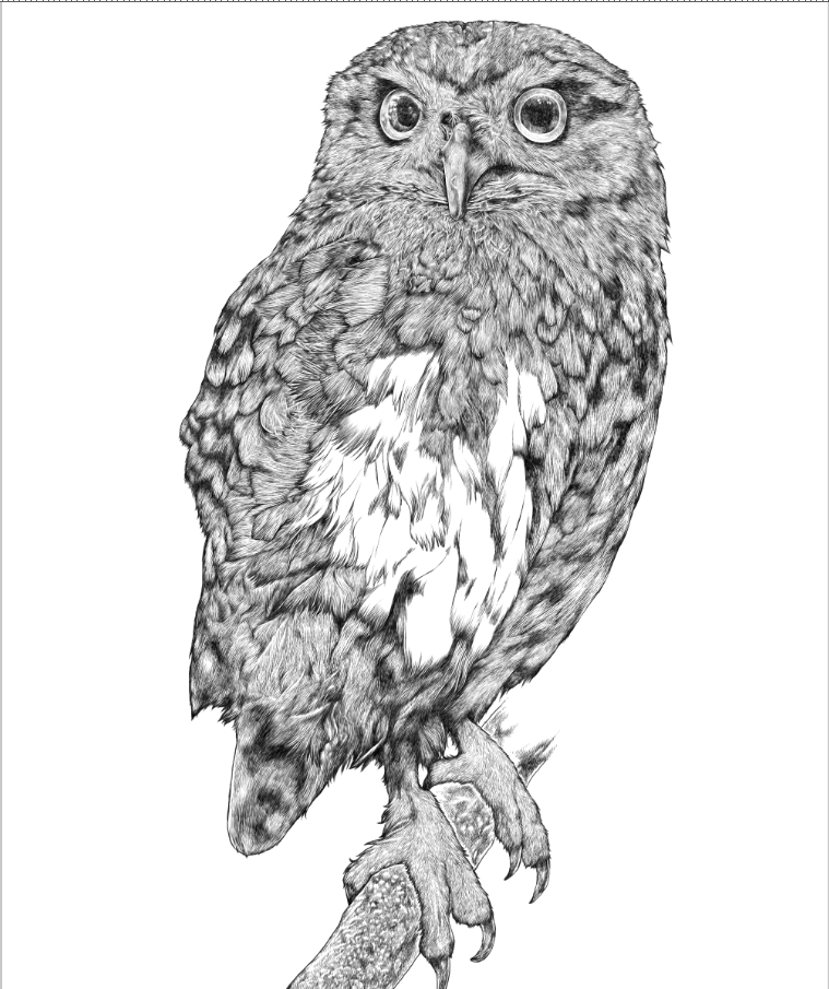 フクロウイラスト フクロウイラスト
