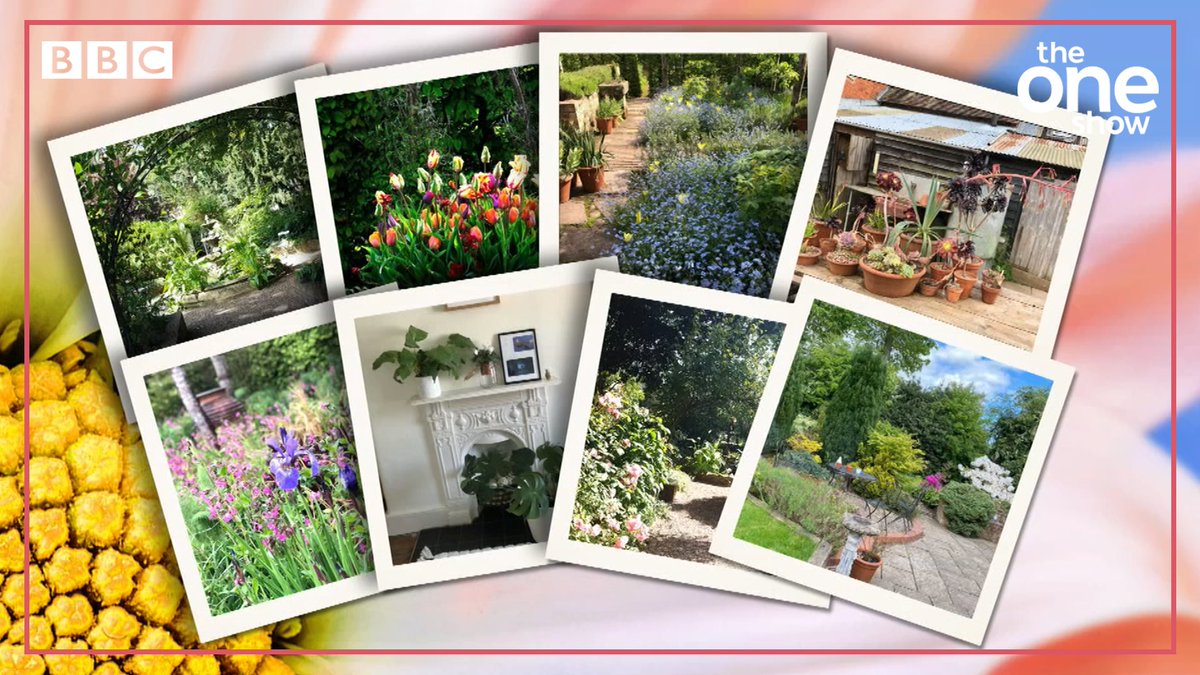 How’s your garden looking?🌼🌿🌳

There’s still time to take part in the #MyChelseaGarden competition🌷

Closing date: 23:59 18th April 2021

To enter go to bbc.co.uk/theoneshow where you can also find terms and privacy notice.

#TheOneShow @the_rhs <a href="/MissAlexjones/">Alex Jones</a> <a href="/TheMontyDon/">Monty Don</a>