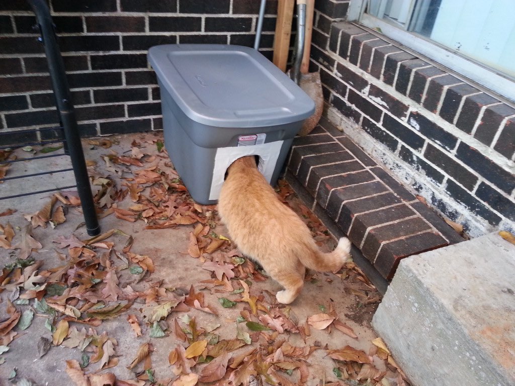 D_elobaidly's tweet photo. How to help stray cats 🐈 ? 

1-Offer a can of tuna or cat food, a bowl of water and shelter, if possible. But don't force it.

2-If the cat has identification, try to contact the owner.

3-Build or buy a stray cat house that will help them during winter ❄️. https://t.co/WfRuPsdFBr