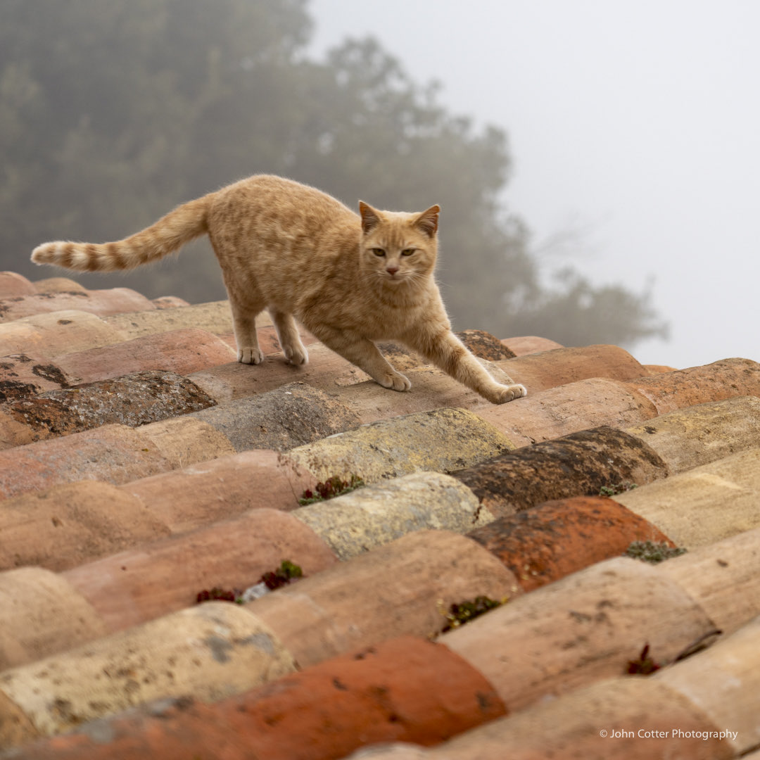 Chat sur le toit #gourdon #cotedazurfrance #chat #tuiles #LesPlusBeauxVillagesdeFrance #OnATousBesoinduSud