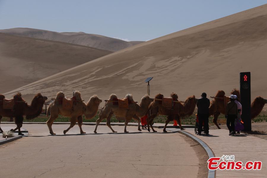 The first traffic light in the world for camels has been installed in China& #39;s Gansu province, and ngl I& #39;m disappointed that the red light shows a man and not a camel. https://en.people.cn/n3/2021/0...