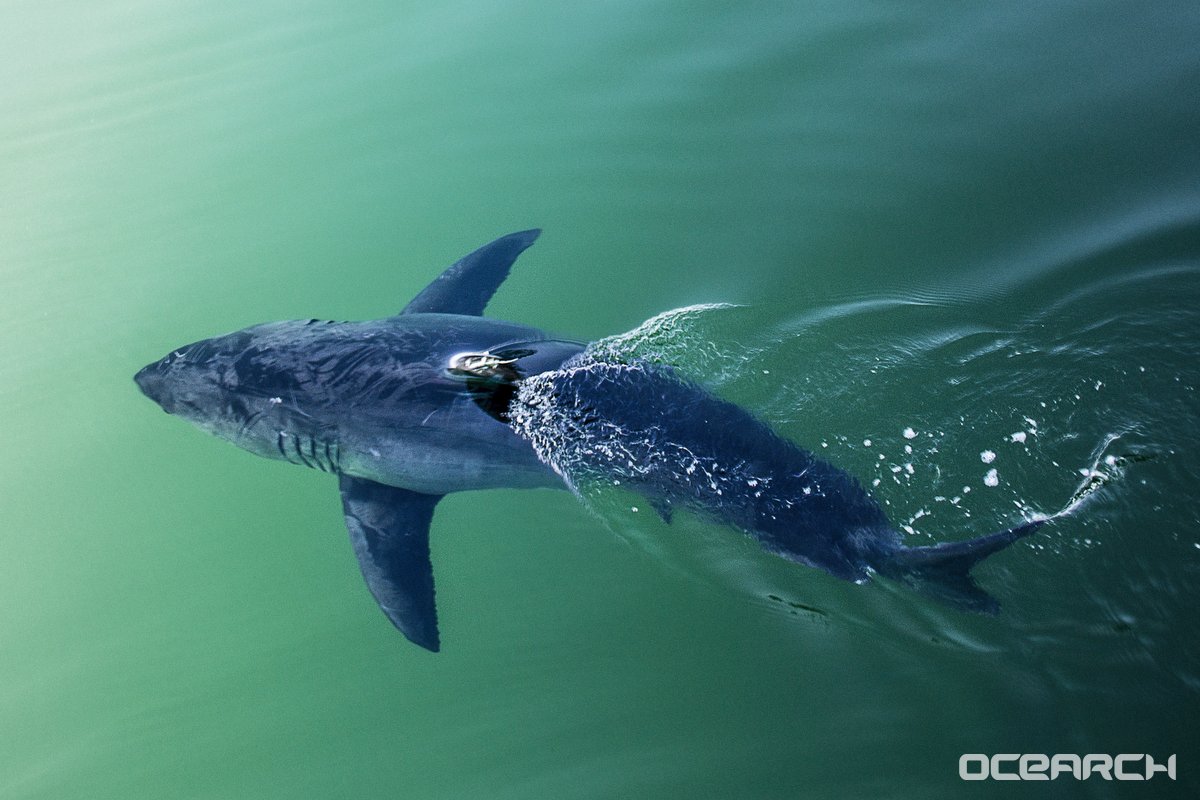 SharkMontauk's tweet photo. White sharks are swimming NORTH one by one, hurrah, hurrah! 😉🦈💥 Well, some of them are! Hirtle is off the coast on the NC, VA line. Miss Costa is near the Caryn Seamount, Gladee is off @CapeLookoutNPS, and Breton is in a similar spot just farther out to sea! #MondayMotivation https://t.co/X9M75jsT5w