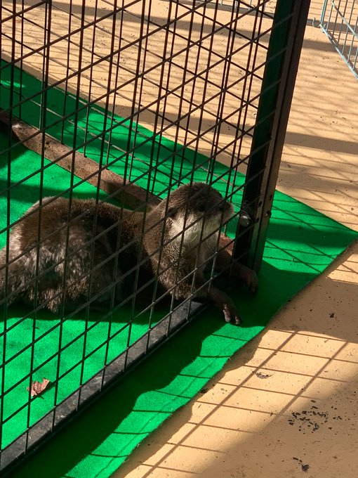 皆さまご協力ありがとうございました😊 住宅展示場は気温関係なくほぼ吹きさらしです。動物たちは長時間の移動後、隠れる場所もなく餌やりやふれあいと称して一日に何度も人間に触られます。 それがどれだけ苦痛なのか、これからも住宅展示場、プロモーターへ働きかけたいと思います。<a href="/tag/%E3%82%AF%E3%83%BC%E3%83%AA%E3%82%AF"class="tags"><span>#クーリク</span></a><a href="/tag/%E3%83%9A%E3%83%83%E3%83%88%E3%82%B7%E3%83%A7%E3%83%83%E3%83%97"class="tags"><span>#ペットショップ</span></a>