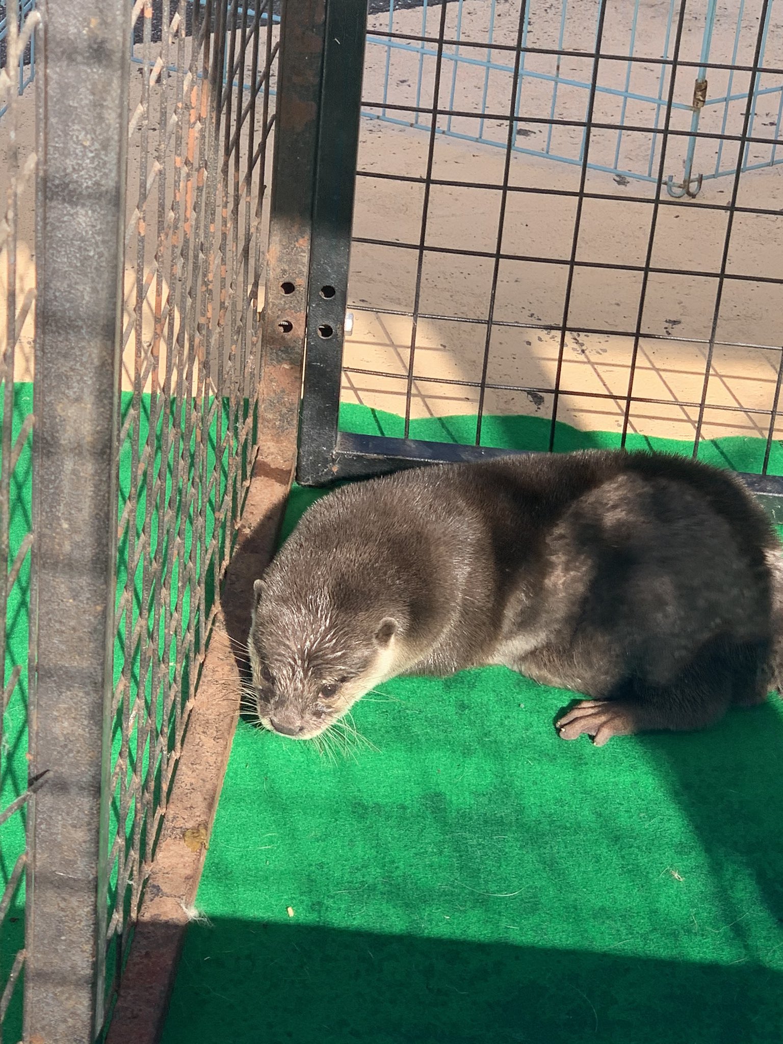 1 pic. 皆さまご協力ありがとうございました😊 住宅展示場は気温関係なくほぼ吹きさらしです。動物たちは長時間の移動後、隠れる場所もなく餌やりやふれあいと称して一日に何度も人間に触られます。 それがどれだけ苦痛なのか、これからも住宅展示場、プロモーターへ働きかけたいと思います。 https://t.co/r9JPXzY3Ed