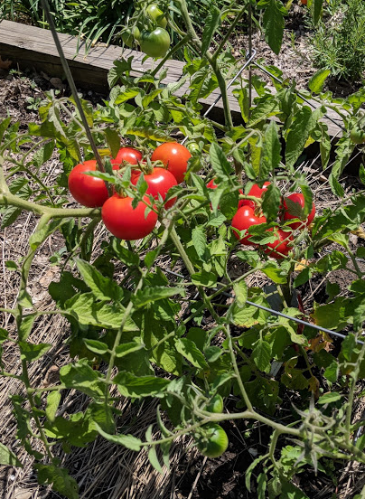 GardenBite's tweet photo. One year ago on this date, we had 8 inches of snow where I live, just two weeks ago it was 83 degrees! There's a "new normal" for frost dates coming... could we be planting earlier? #climatechange #frostdates Learn more on https://t.co/mg9r5HyQEi https://t.co/bId3ewHcF0