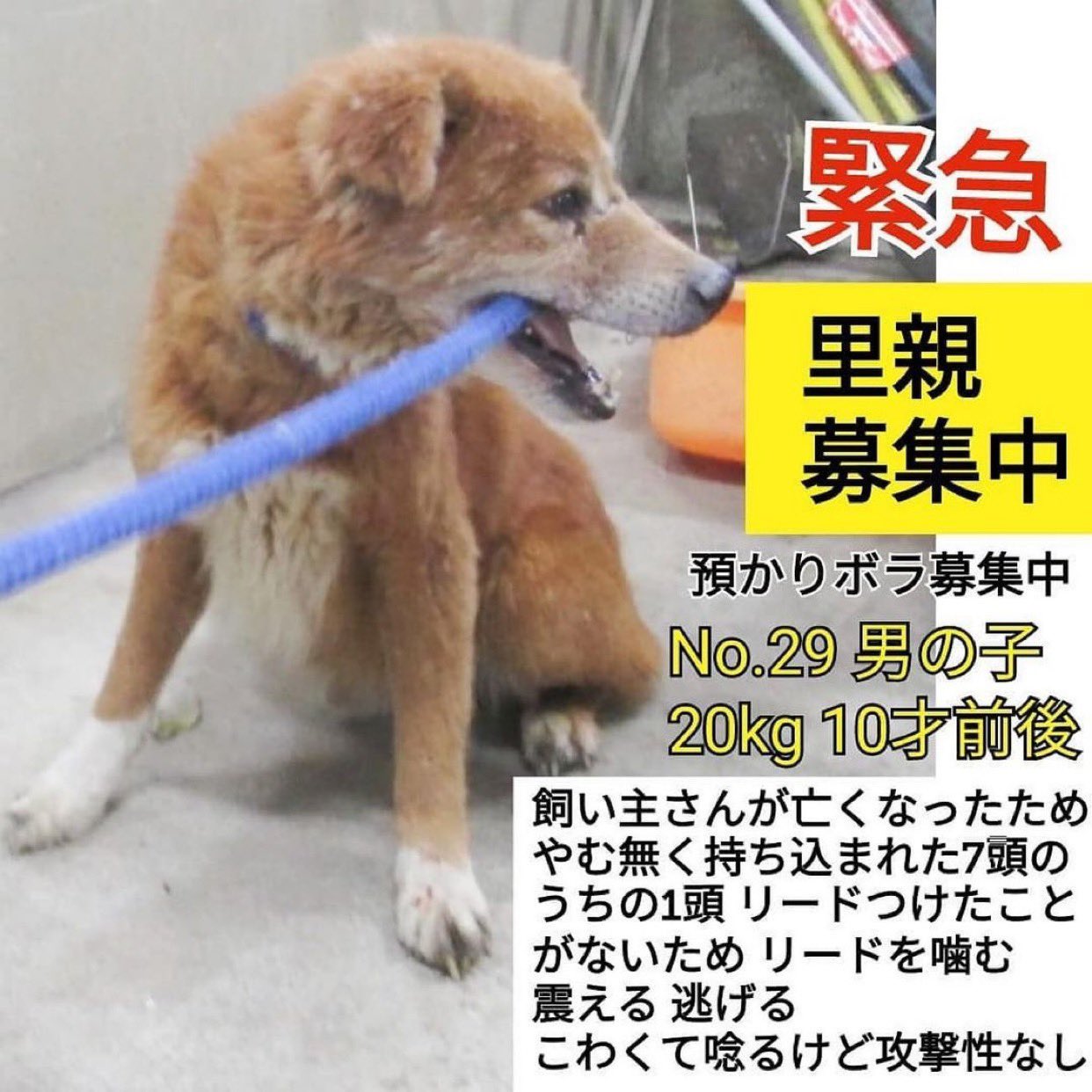 タコちゃん 栃木県収容犬 緊急里親様募集中 4 9期限超過 緊急との事 泣 飼い主さん亡くなり持込みだそうです 7頭飼われていたようです 10才前後に 攻撃性はないそう インスタ Yuna S T102 様へ 里親募集中 里親募集犬 里親募集 里親
