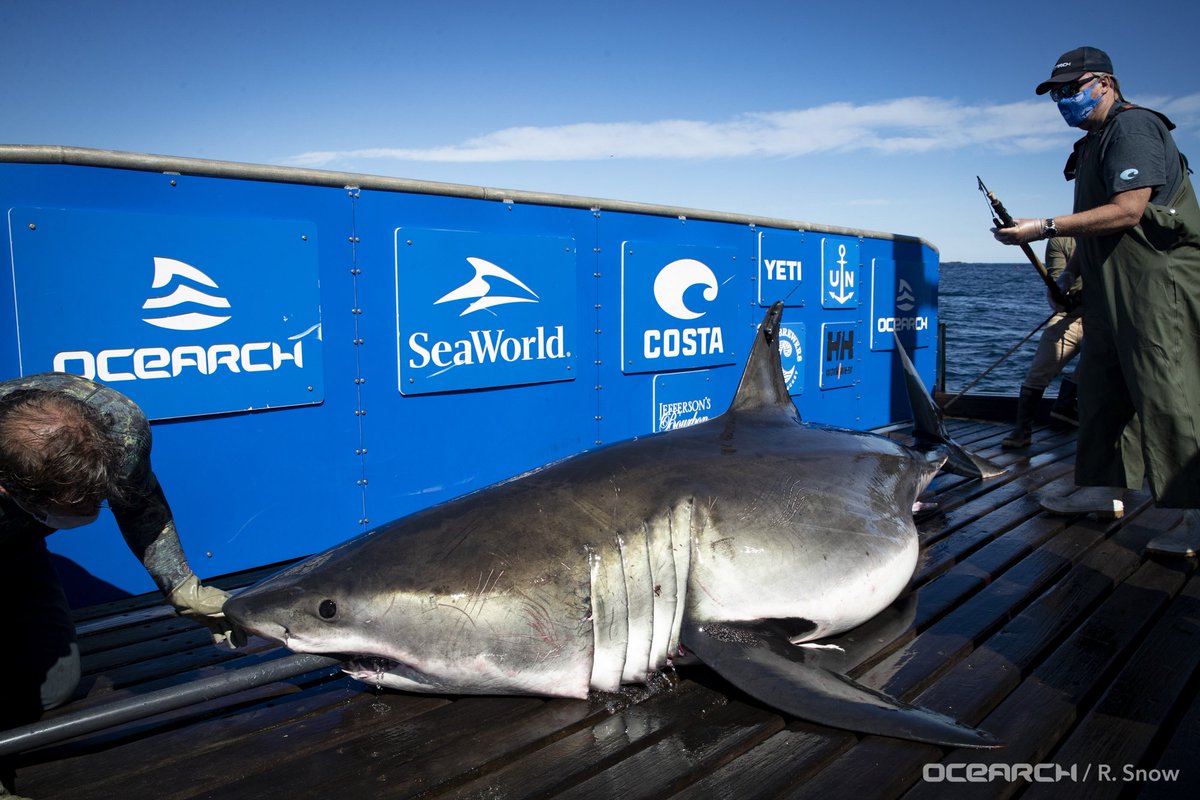 SharkMontauk's tweet photo. White sharks are swimming NORTH one by one, hurrah, hurrah! 😉🦈💥 Well, some of them are! Hirtle is off the coast on the NC, VA line. Miss Costa is near the Caryn Seamount, Gladee is off @CapeLookoutNPS, and Breton is in a similar spot just farther out to sea! #MondayMotivation https://t.co/X9M75jsT5w